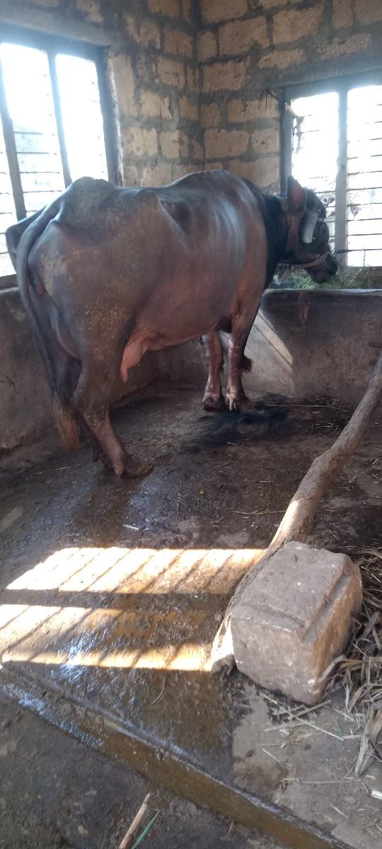 थंबनेल 2