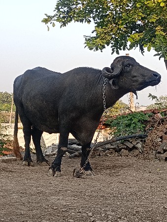 થંબનેલ 2