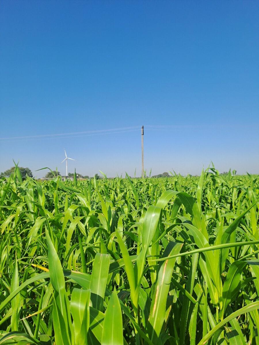 જુવાર ગુધરી લીલી