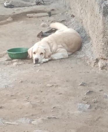 આ લેબ વેચવા માટે છે