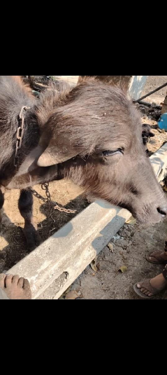 थंबनेल 2