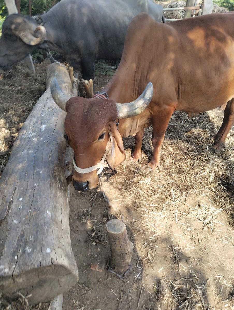 થંબનેલ 3