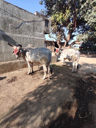 બળદ વેચવાના છે.