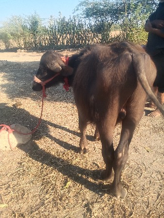 બે વર્ષનો છે