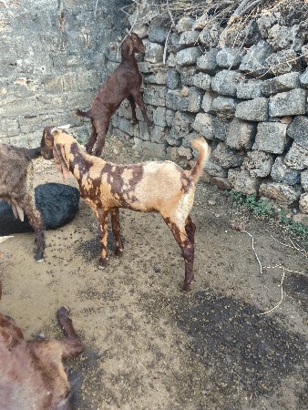 બોકળો વેચવાનો છે