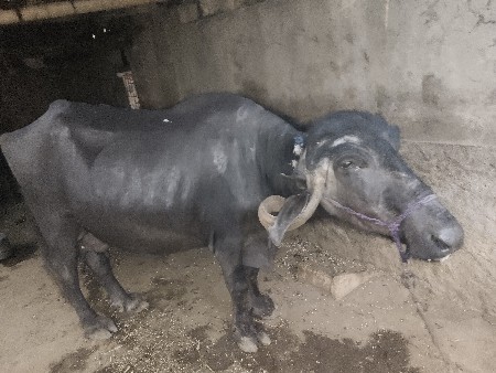 थंबनेल 2