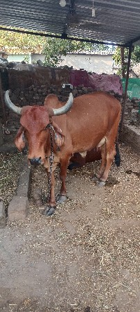 ગાય અને વાછડી વેચવાની છે