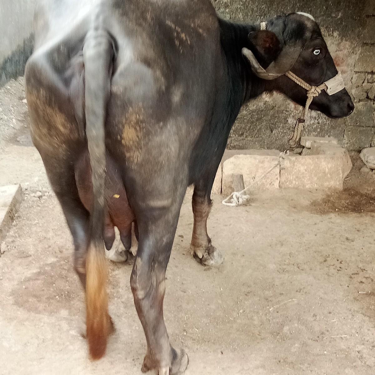 થંબનેલ 3