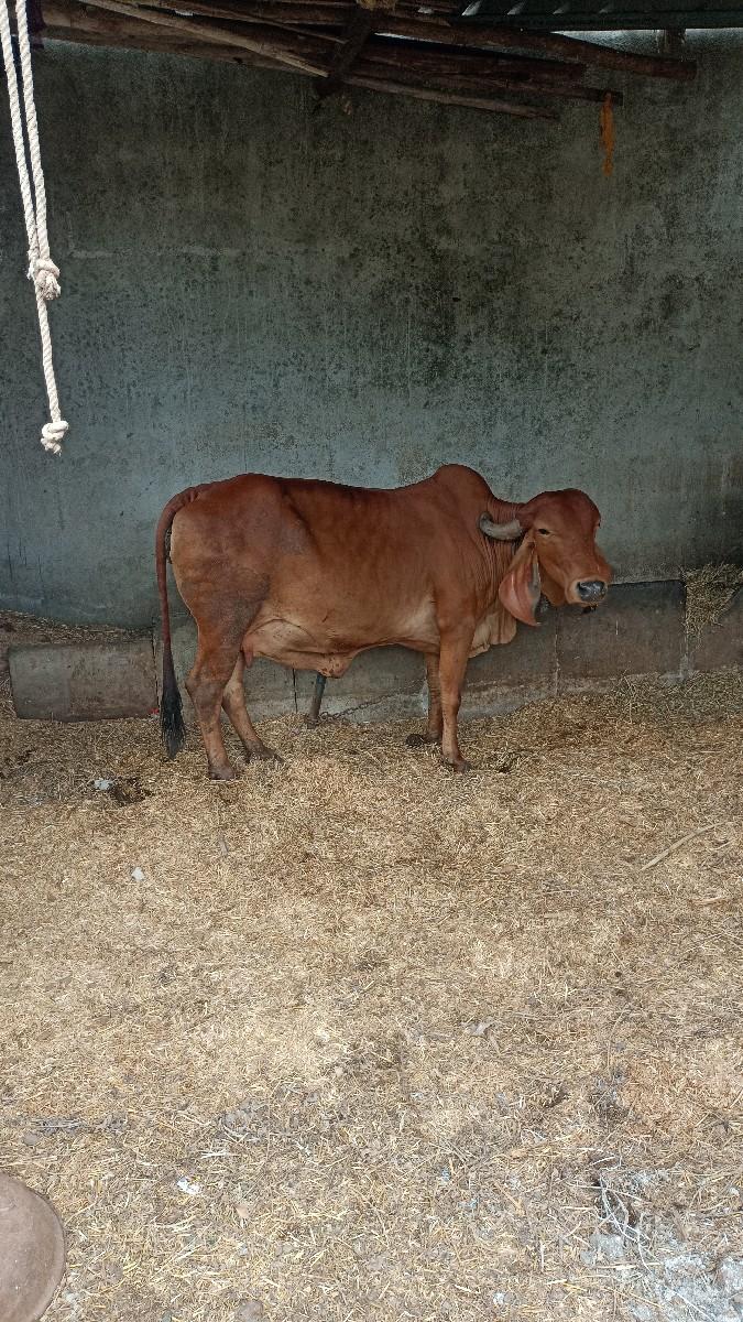 વિપુલભાઈ.મો.9925907290