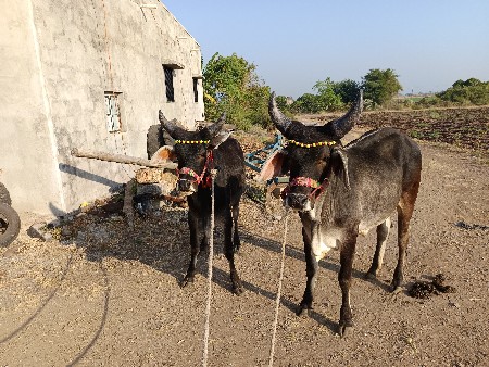 ગોઢલા વેચવાના છે