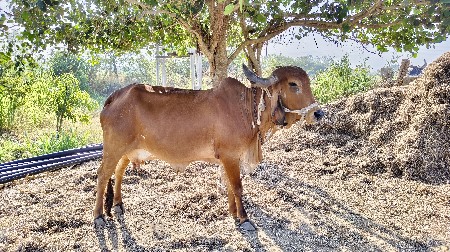 ગીર ગાય