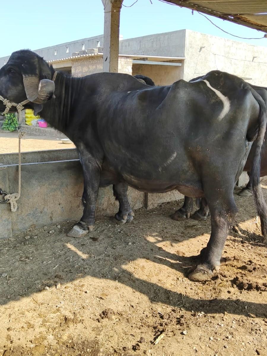 થંબનેલ 3