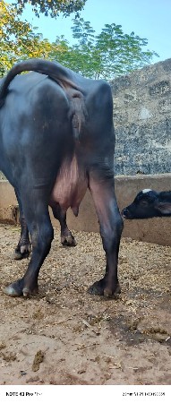 થંબનેલ 4