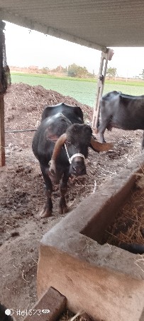 थंबनेल 2