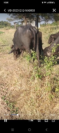 થંબનેલ 2