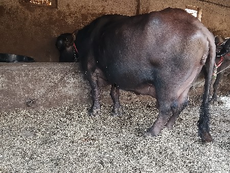 थंबनेल 2