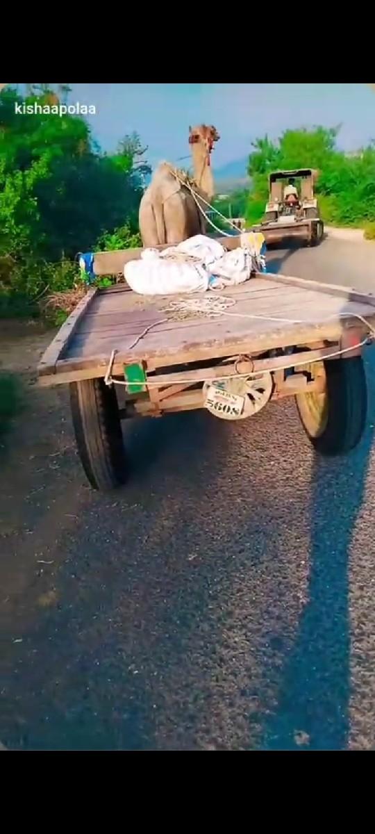 ઉંટ....ગાડી જોત દેવી