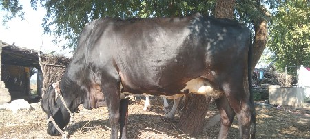 થંબનેલ 2