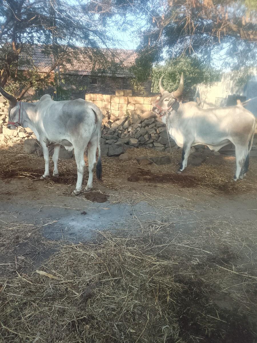 બળદ વેચવા ના છે