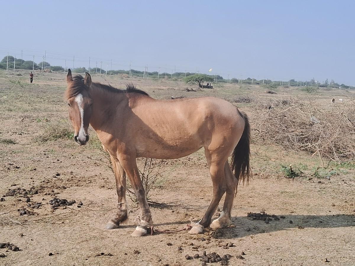 થંબનેલ 2