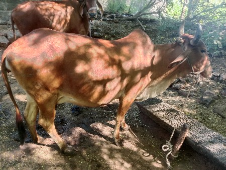 થંબનેલ 2