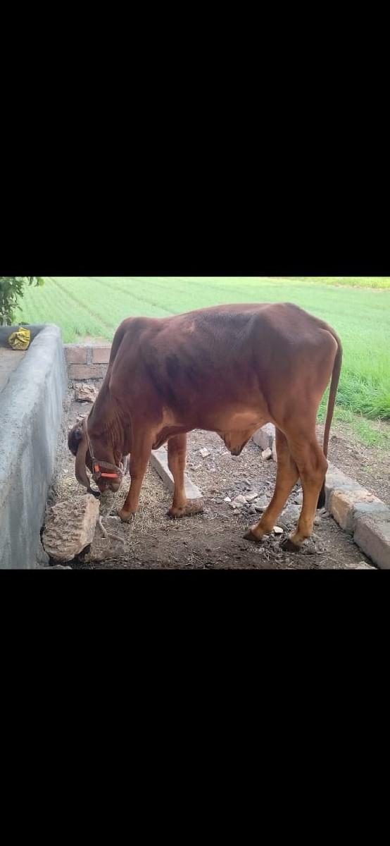 થંબનેલ 2