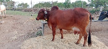 ગાય ફ્રી  માં આપવાની છે