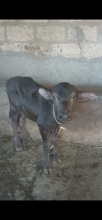 થંબનેલ 3