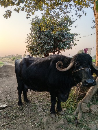 થંબનેલ 2