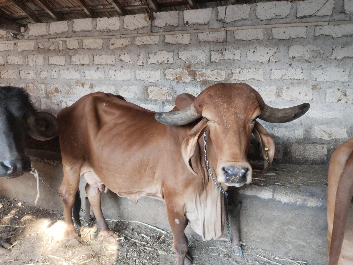 વેચવા ની છે