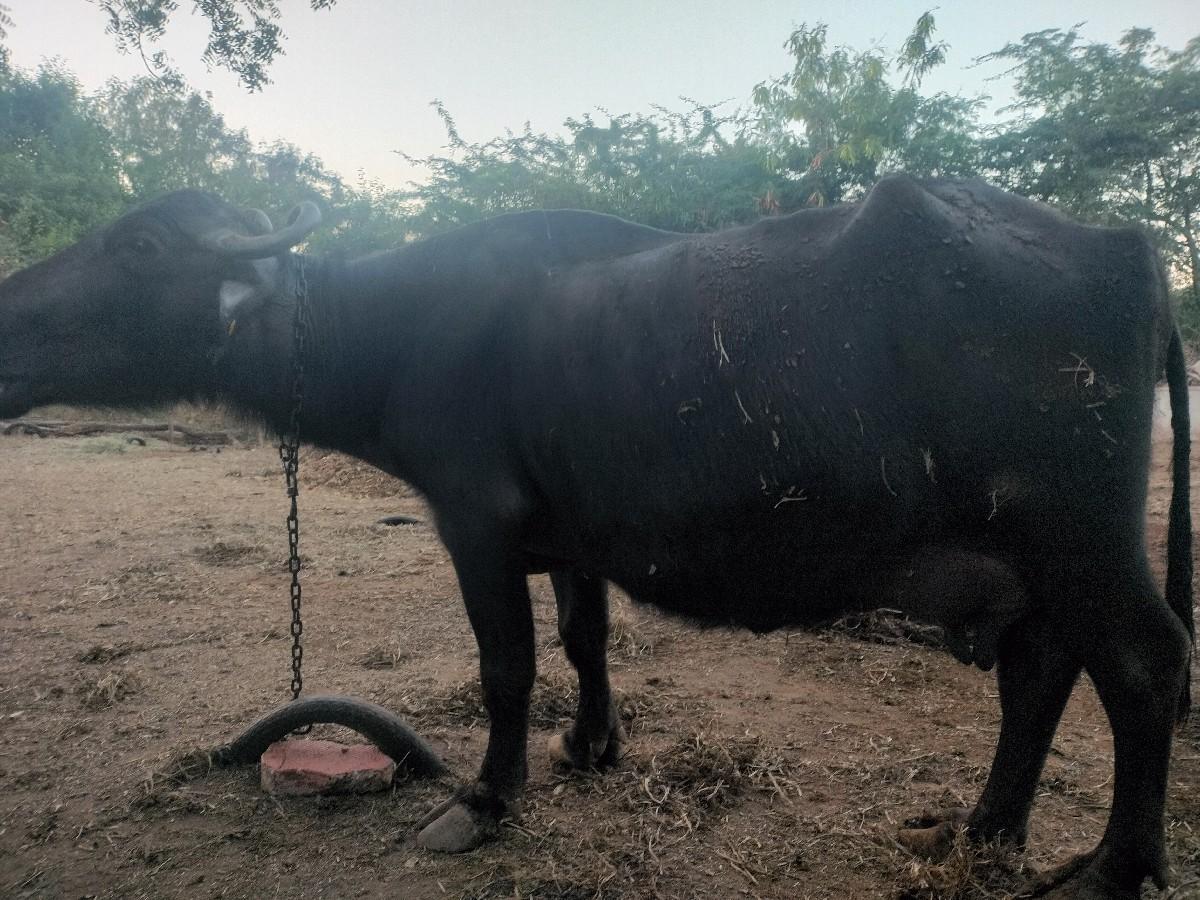 थंबनेल 1