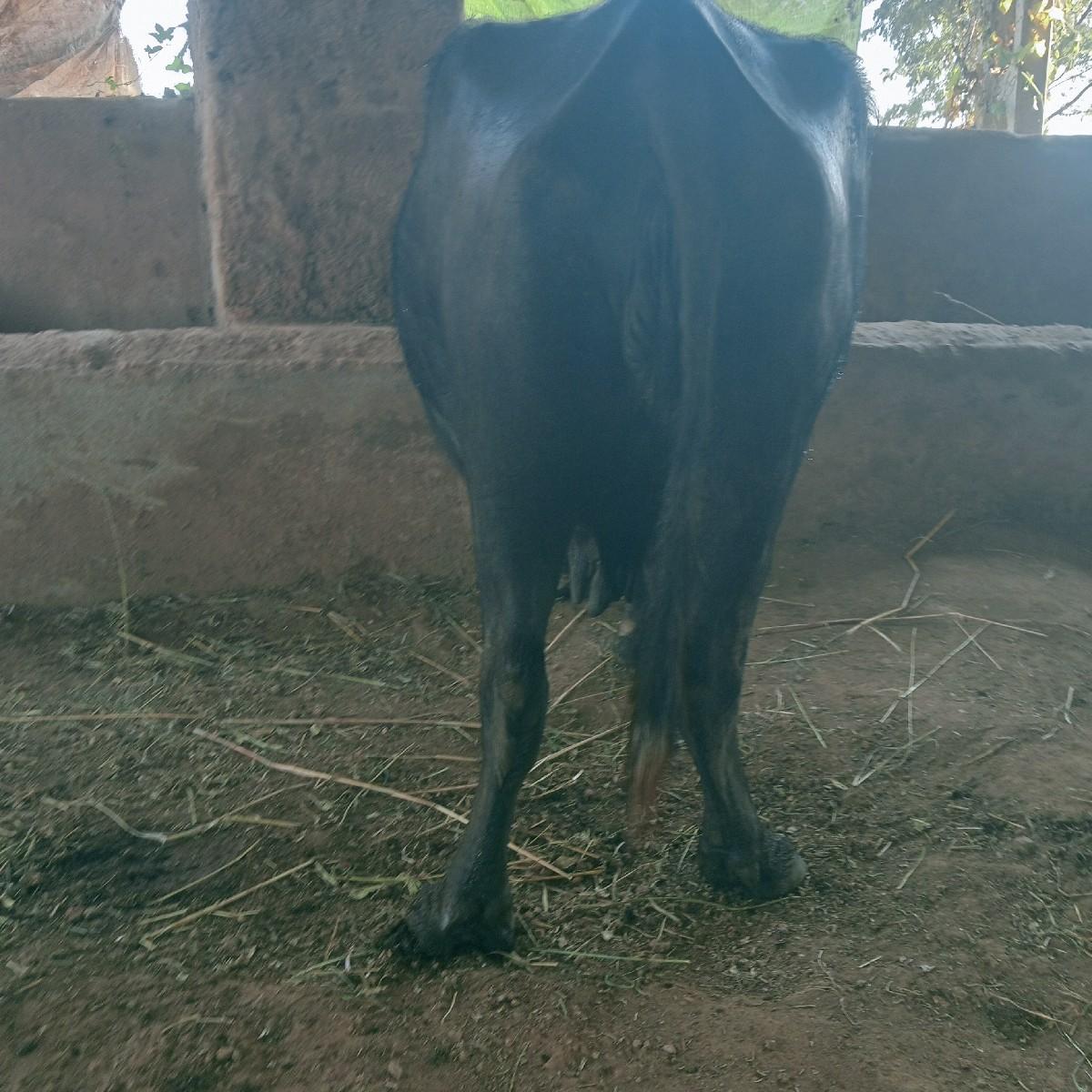 थंबनेल 3