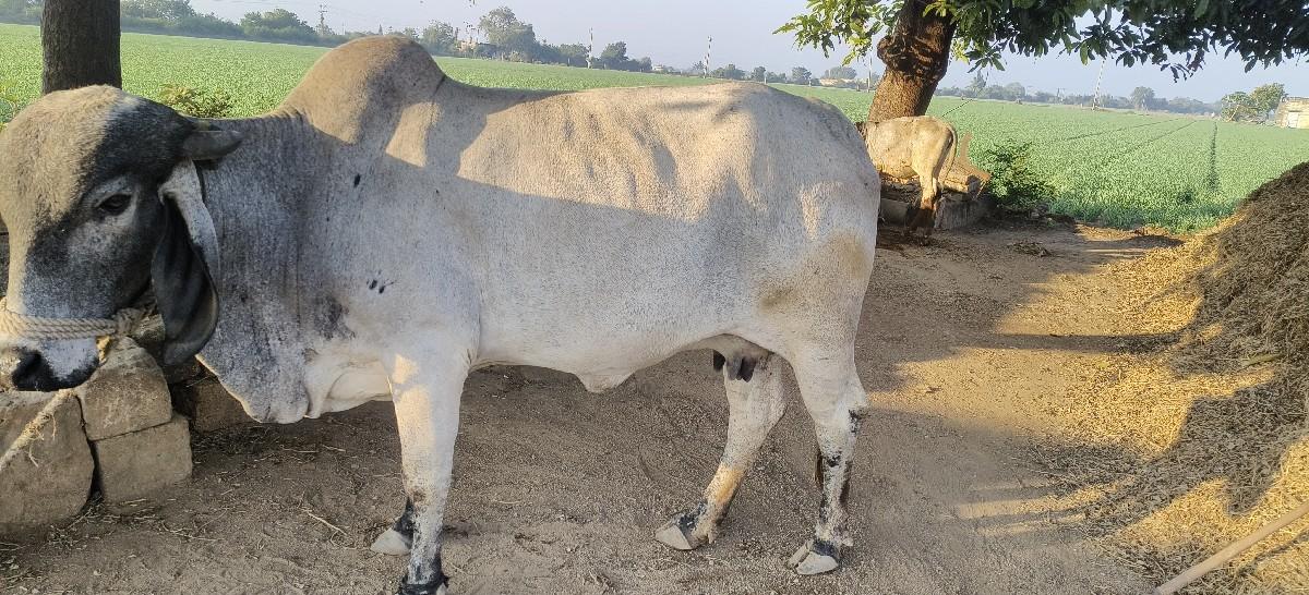 थंबनेल 2