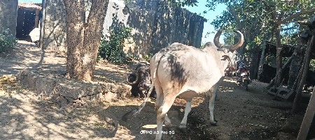 બળદ વેચવાનો છે