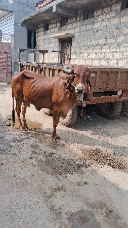 થંબનેલ 2