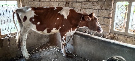 થંબનેલ 2