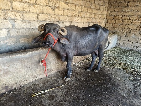 थंबनेल 3