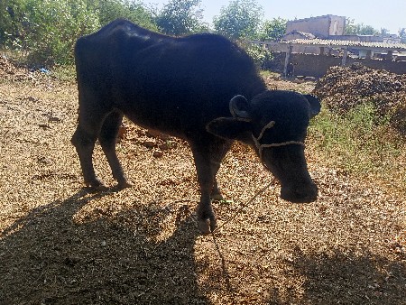 થંબનેલ 2