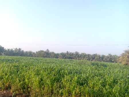 જુવાર વેચવાની છે