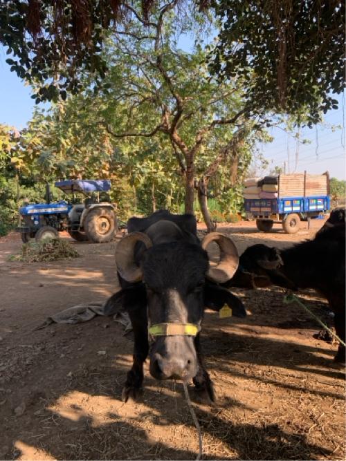 વેચવા ની છે