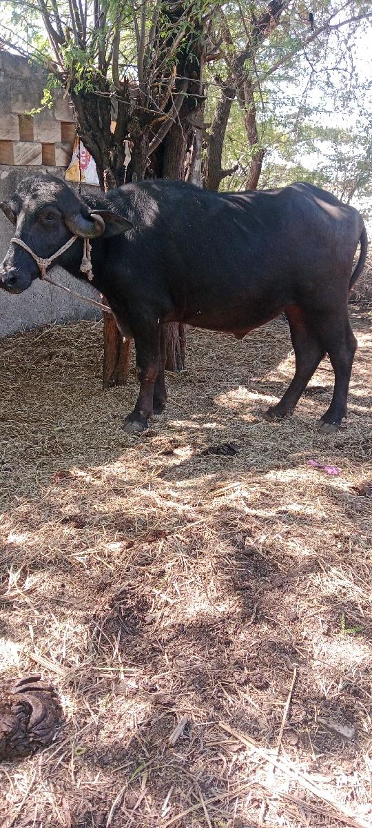 ખડેલી વેસવા ની સે