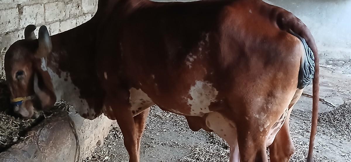 ઞાય વેચવા ની છે