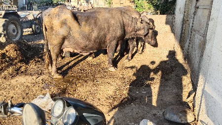 6 વેતર કિમત 150000