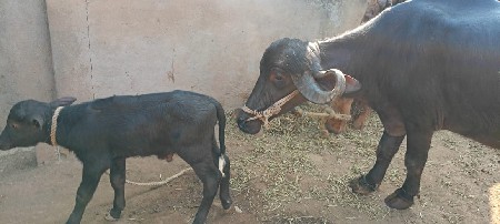 थंबनेल 2