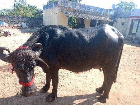 थंबनेल 2