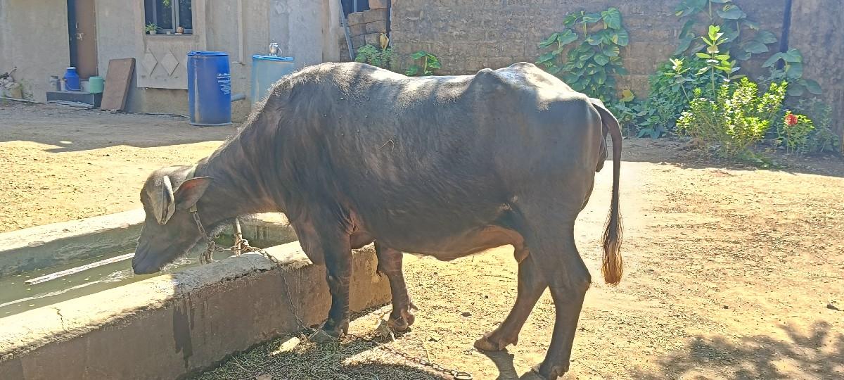 थंबनेल 2