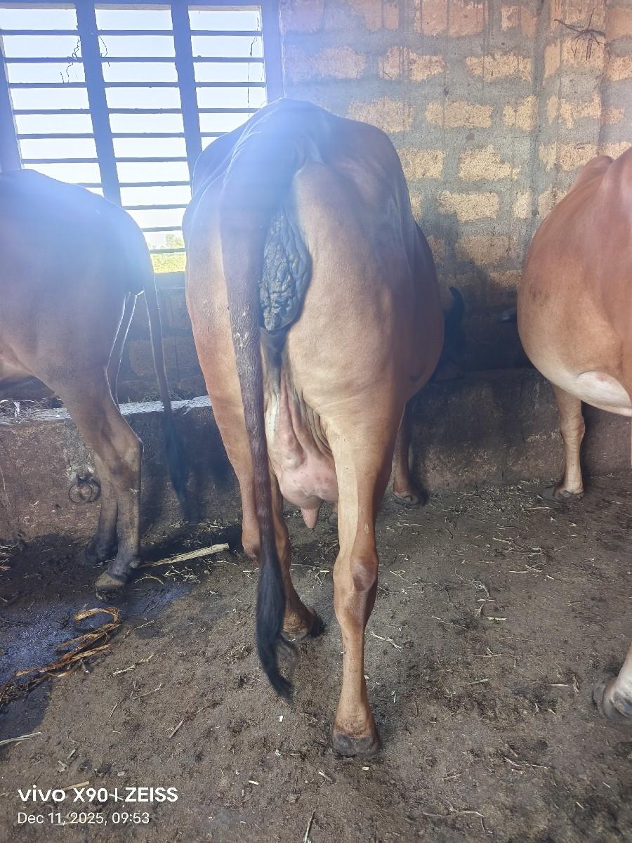 थंबनेल 2