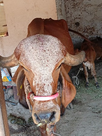 ગીર ગાય વેચવાની છે