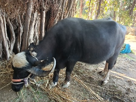 थंबनेल 3