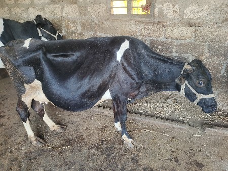 જર્સી ગાય